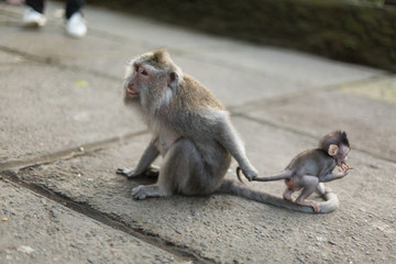 Monkey Forest in Bali