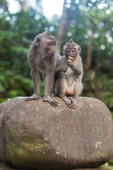 Sulawesi - Togean Islands