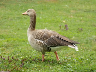 goose on grass