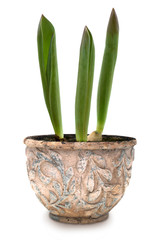 Tulips sprouts in old ceramic pot isolated with clipping path