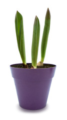 Tulips sprouts in purple pot isolated with clipping path