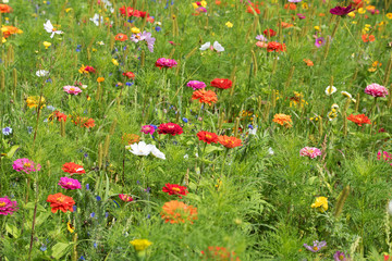 Blumenwiese, Sommerblumen, Flower meadow