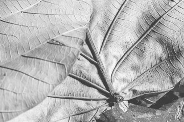 close up on dry leaf on monochrome tone