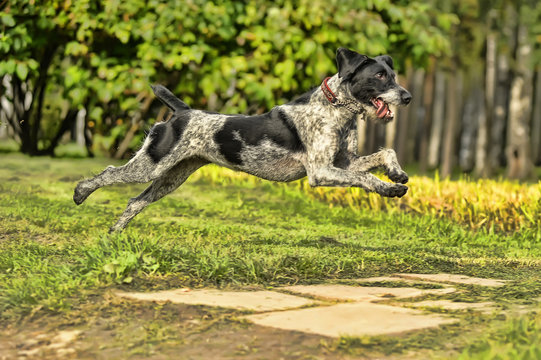 Running Drahthaar Hunting Dog