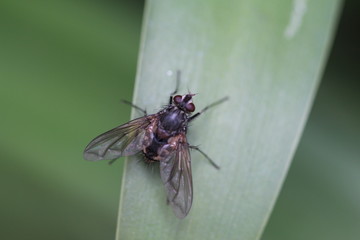 mosca