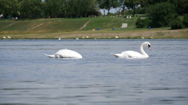 Two Swimming swans on the Neue Donau, Vienna, in 4K resolution