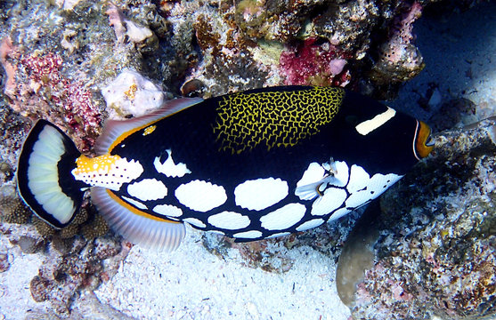 Clown triggerfish (Balistoides conspicillum) also known as the Bigspotted triggerfish