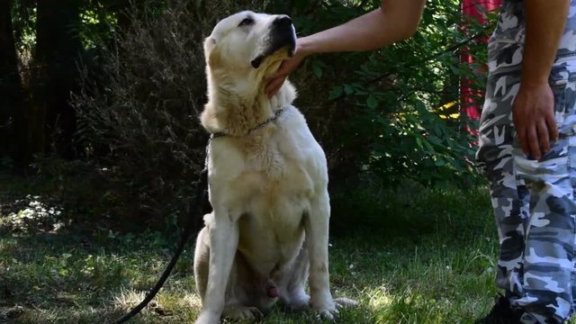Owner-man is cuddling his dog,the asian shepherd