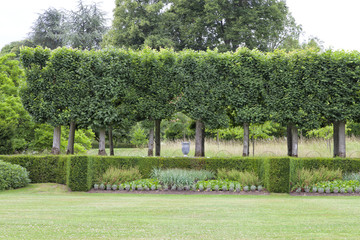 Rows of trimmed trees in front of low green hedge, flowerbed and lawn, in a summer landscaped garden . - 165936166