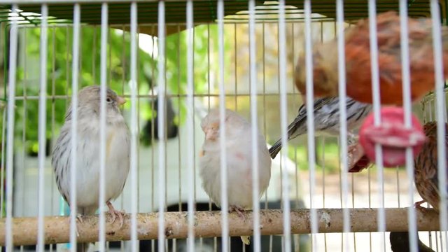 The red varieties of canary;birds in the cage,city of Zrenjanin,30th of April,2017.