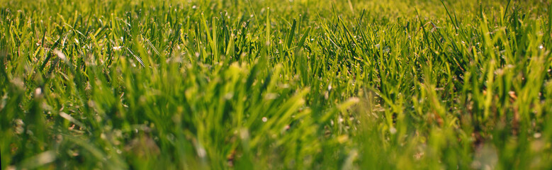 green grass