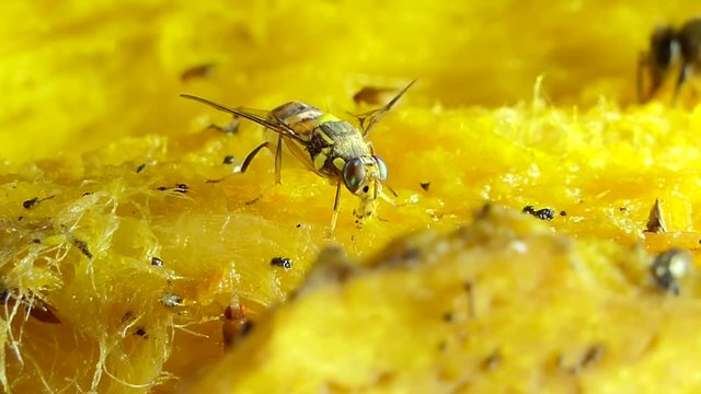 Oriental fruit fly (Bactrocera dorsalis Hendel) eating food from the mango.