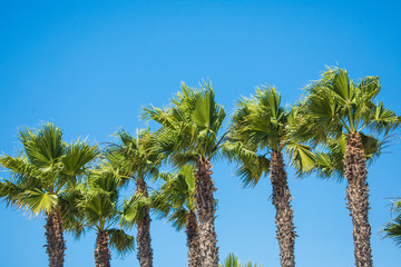 Obraz premium palms coconut at blue sky background