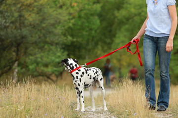 Mature woman is walking a dalmatian dog looking back on a leash  in nature environment