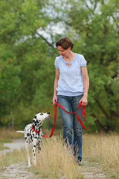 Mature woman is walking a dalmatian dog on a leash  in nature environment