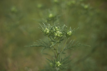 Ambrosia artemisiiifolia