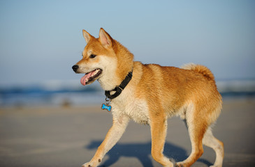 Shiba Inu dog running on ocean beach