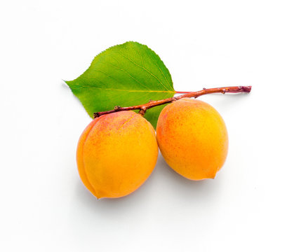 Ripe bunch of apricots on branch with leaves, isolated on white.