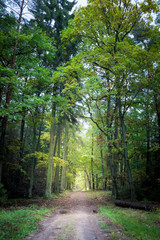 Wonderful path in the forest in Europe