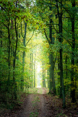 Fototapeta na wymiar Gold and green forest in the fall in Europe