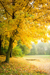 Fototapeta premium Gold and green forest in the autumn in Europe