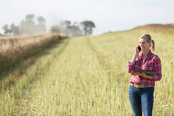 Naklejka na ściany i meble female farmer managing harvest in a cereal field