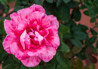 pink rose