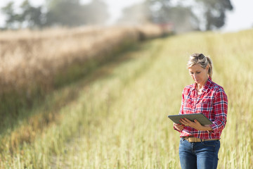 female farmer in colza field: harvesting concept