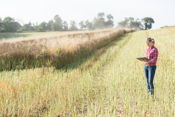 Naklejka na ściany i meble female farmer in colza field: harvesting concept