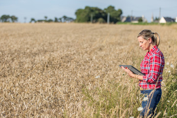 Naklejka na ściany i meble female farmer analizing the pesticid level of cereal production