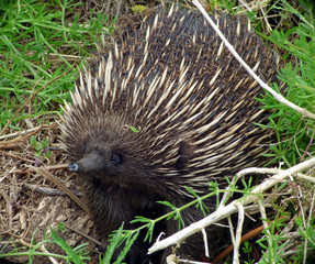 Echidna