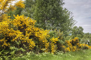 Masses of Gorse, Ulex europaeus, on the shores of Loch Ness in the Highlands of Scotland