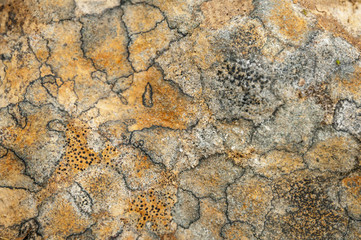 Lichen and Algae patterns on a rock in the Highlands of Scotland