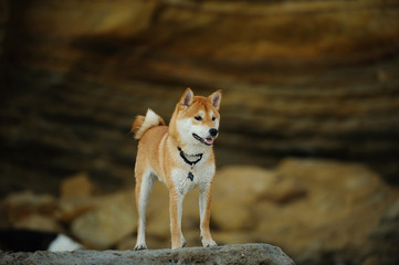 Naklejka na ściany i meble Shiba Inu dog standing on rock with bluffs in the background