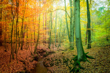 Amazing forest in the fall in Europe
