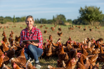 modern female farmer working with chicken - 165940975