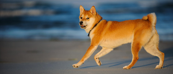 Shiba Inu dog running on ocean beach