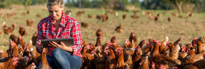 modern female farmer working with chicken
