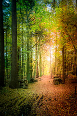 Fototapeta premium Breathtaking autumn in the forest in Europe