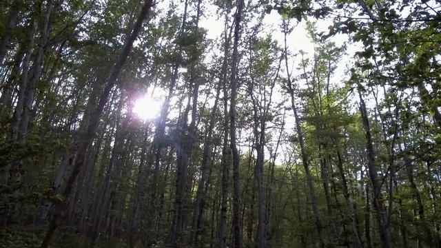 Tracking shot in a forest on a sunny day