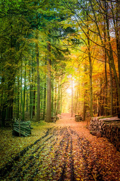Fototapeta Colorful autumn in the forest in Europe