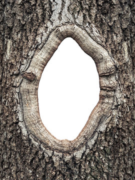 Frame  in the bark of a tree close up