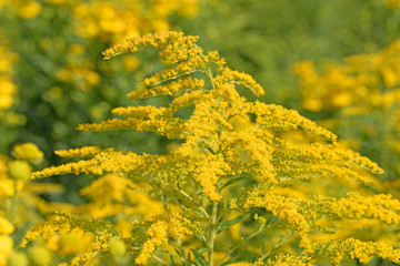 Blühende Goldrute, Solidago