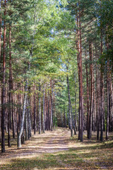 Obraz premium Footpath in the autumn forest in sunny day