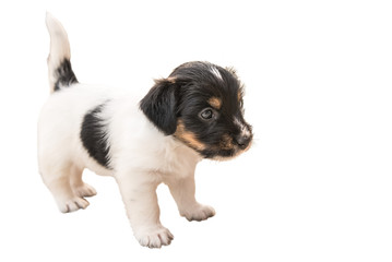 Welpe 4, 5 Wochen alt vor weißem Hintergrund - tricolor Jack Russell Welpe 