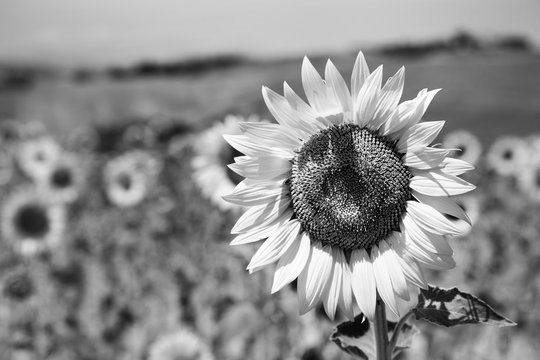 Blooming sunflowers in a summer day, black and white