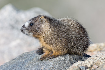 Naklejka na ściany i meble Marmot Resting on Rock at the Top of Mount Evans, Colorado