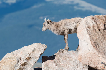 Colorado Rocky Mountain Bighorn Sheep