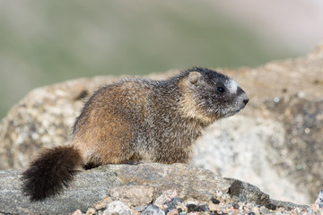 Juvenile Marmot Resting on Rock at the Top of Mount Evans, Colorado