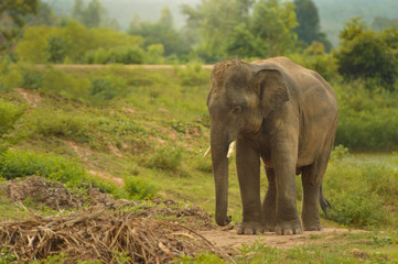 Obraz premium Young elephant ,Thailand